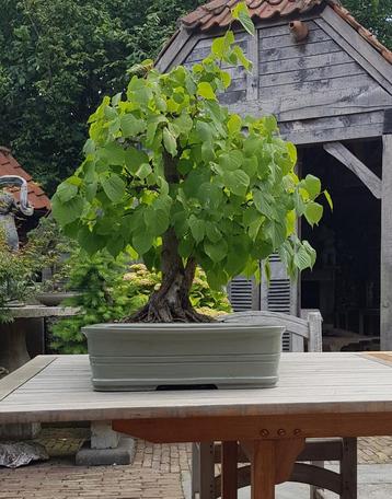 BONSAI Linde beschikbaar voor biedingen