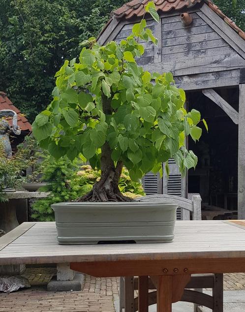 BONSAI Linde, Jardin & Terrasse, Plantes | Arbres, Enlèvement