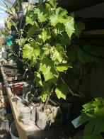 Jonge druivenplanten, Tuin en Terras, Ophalen of Verzenden