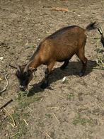 Geiten betje, Dieren en Toebehoren, Schapen, Geiten en Varkens, Vrouwelijk, Geit, 0 tot 2 jaar