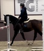 Super toffe D pony ook voor beginners, Dieren en Toebehoren, Ruin