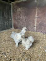 jong koppel zijdehoenders, Dieren en Toebehoren, Pluimvee