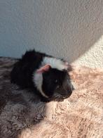 Jonge cavia beertjes zoeken thuis! * 3 maand oud *, Cavia