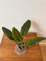 Philodendron Subhastatum Variegata, Huis en Inrichting, Kamerplanten, Ophalen of Verzenden