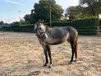 Te koop: 6 jarige merrie, Merrie, Springpaard, 3 tot 6 jaar, L