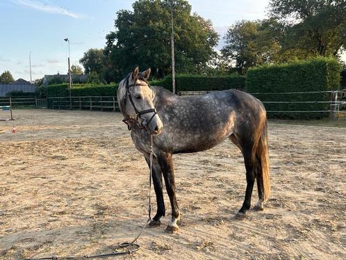 Te koop: 6 jarige merrie, Dieren en Toebehoren, Paarden, Merrie, L, 160 tot 165 cm, 3 tot 6 jaar, Springpaard, Met stamboom, Gechipt