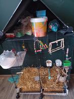 Grasparkietje V zoekt gouden huisje, Dieren en Toebehoren, Vogels | Parkieten en Papegaaien, Vrouwelijk, Parkiet