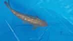 koi ginrin chagoi 37cm, Karper of Koi