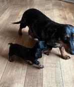 Lieve dwerg kaninchen teckel pups,in huis grootgebracht !!, Dieren en Toebehoren, België, Fokker | Hobbymatig, CDV (hondenziekte)