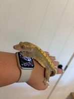 Wimpergekko 1.0, Dieren en Toebehoren, Reptielen en Amfibieën, Overige soorten, Tam, 3 tot 6 jaar
