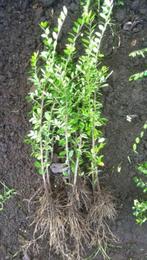 Lonicera nitida maigrun bodembedekker / haagplantje, Tuin en Terras, Planten | Tuinplanten, Zomer, Ophalen of Verzenden