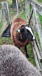 Zwartbles ram, geboren maart 2025, Mannelijk, Schaap, 0 tot 2 jaar