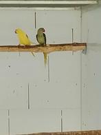 Alexander 0.1 rec grijsgroen/bl 24, Dieren en Toebehoren, Vogels | Parkieten en Papegaaien, Geringd