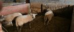Enkel ooi lammeren, Dieren en Toebehoren, Schapen, Geiten en Varkens