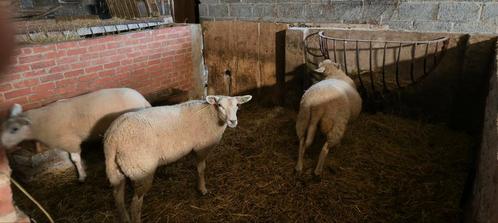 Enkel ooi lammeren, Dieren en Toebehoren, Schapen, Geiten en Varkens