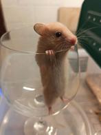 Goudhamster pups gbd 18.10.25, Dieren en Toebehoren, Knaagdieren, Hamster, Meerdere dieren, Tam, Oktober