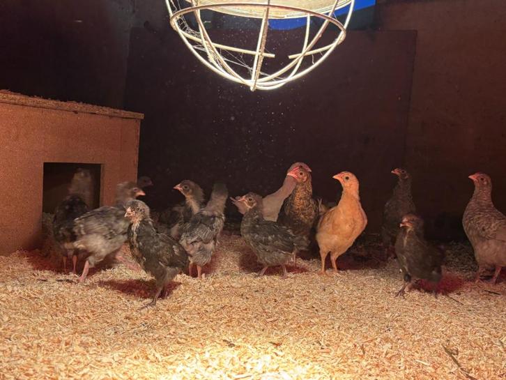 herfst kuikens - jong pluimvee, Dieren en Toebehoren, Pluimvee, Kip, Meerdere dieren