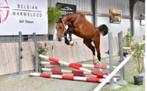 3jarige hengst, Animaux & Accessoires, Non dressé, Étalon, 3 à 6 ans, Cheval de saut