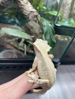 Wimpergekko lilly white man 22ONxLU5, Dieren en Toebehoren