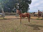 Hengstenveulen don’t touch, Dieren en Toebehoren, Paarden