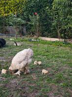 Moeder Kip met 8 kuikens, Dieren en Toebehoren, Kip