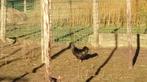Ayam cemani haantjes, Dieren en Toebehoren, Pluimvee, Mannelijk, Kip