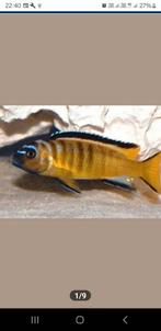 Pseudotropheus usisya, Dieren en Toebehoren, Vis, Zoetwatervis