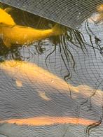 Koi butterfly platinum ogon 70 cm, Karper of Koi