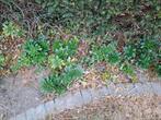 Planten, Tuin en Terras, Planten | Struiken en Hagen, Ophalen
