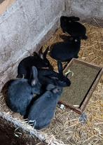 Duitse reuzen blauw en zwart, Dieren en Toebehoren, Konijnen, Meerdere dieren, Groot, 0 tot 2 jaar