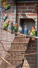 Roseicollis, Dieren en Toebehoren, Vogels | Parkieten en Papegaaien