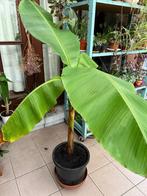 Bananenplant - Musa, Bloeiende kamerplant, Ophalen, Volle zon, 100 tot 150 cm