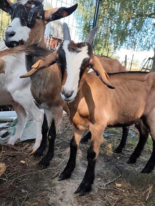 2 geiten en 1 gecastreerd kind vanaf 2025, Dieren en Toebehoren, Schapen, Geiten en Varkens, Geit, Meerdere dieren, 0 tot 2 jaar