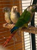 Pyrrhura conure