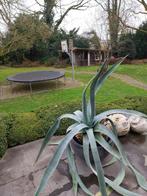 Grote Agave plant, Tuin en Terras, Ophalen