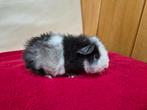 Super mooi jong US Teddy cavia beertje, Dieren en Toebehoren, Knaagdieren, Cavia, Tam