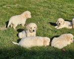 golden retriever pups, Dieren en Toebehoren, Honden | Retrievers, Spaniëls en Waterhonden, Golden retriever, België, CDV (hondenziekte)