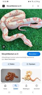 Gezocht boa man tusen 6 maand max 1 jaar, Dieren en Toebehoren, Reptielen en Amfibieën