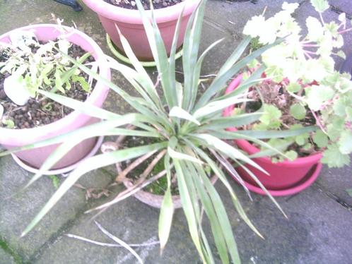 Youcca extérieure, Tuin en Terras, Planten | Tuinplanten, Vaste plant, Overige soorten, Volle zon, Zomer, Ophalen