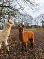 2 alpaca hengsten te koop, Dieren en Toebehoren, Januari, Mannelijk
