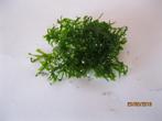 Portie levermos voor in het aquarium, Ophalen, Nieuw, Plant(en), Steen of Hout