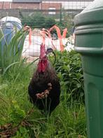 Trio Zweeds ras groenleggers, Dieren en Toebehoren, Pluimvee, Kip
