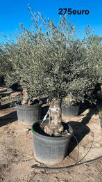 ‼️Olijfbomen olea europaea half april in België ‼️, Jardin & Terrasse, Plantes | Arbres, Enlèvement