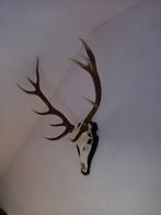 Edelhert 12 Einder., Ophalen, Zo goed als nieuw