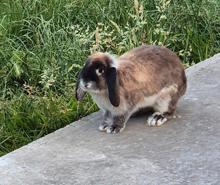 Franse hangoor koppel, Dieren en Toebehoren, Konijnen, Hangoor