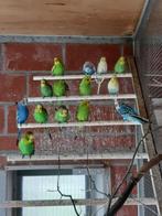 Grasparkieten, Dieren en Toebehoren, Meerdere dieren, Parkiet, Geringd