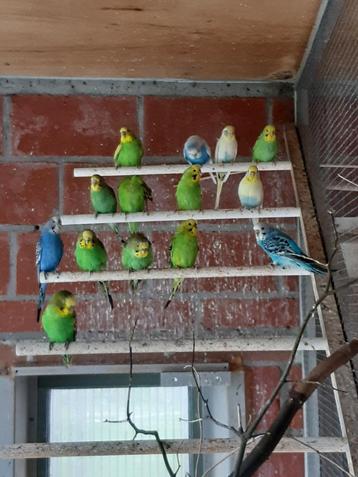 Grasparkieten  beschikbaar voor biedingen