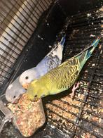 2 Parkieten te koop, Dieren en Toebehoren, Vogels | Parkieten en Papegaaien, Parkiet