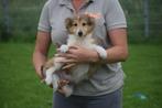 Sheltie pups Shetland sheepdog pup, Dieren en Toebehoren, Honden | Herdershonden en Veedrijvers, 15 weken tot 1 jaar, CDV (hondenziekte)