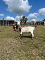 Drachtige geit, Dieren en Toebehoren, Schapen, Geiten en Varkens, Vrouwelijk, Geit, 3 tot 5 jaar